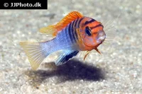 Labidochromis Hongi Red Top