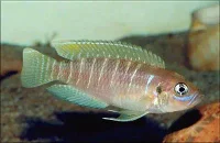 Lamprologus Brevis