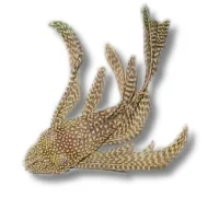 Langfinnet Skægget Sugemalle (Ancistrus sp.)