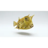 Langhornet Kofisk (Lactoria Cornuta)