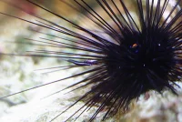 Langpigget Søpindsvin (Diadema savignyi)