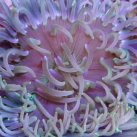 Langtentanklet anemone (Macrodactyla Metallic Long Tentacle)
