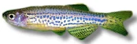 Leopard Danio (Brachydanio frankei)