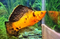 Leopard Sejlfinne molly (Poecilia velifera)