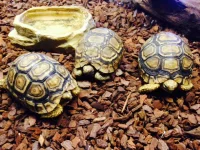 Leopardskildpadde (Geochelone pardalis Pardalis)