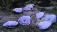 Lilla Hjertemusling (Corbicula javanicus)