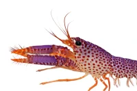 Lilla revhummer (Enoplometopus debelius)