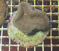 Lobophyllia corymbosa