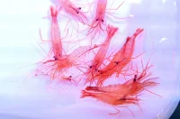 Lysmata wurdemanni