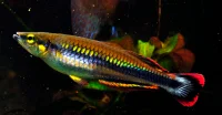 Madagascar Regnbuefisk (Bedotia madagascarensis)