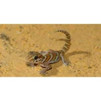 Madagaskar Markgecko Subadult - Paroedura picta