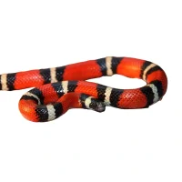 Mælkesnog Lampropeltis Triangulum Sinaloa (unge)