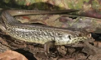 Major skink (Bellatorias Egernia frerei)