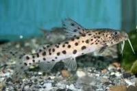 Malawi Fjerskægmalle (Synodontis njassae)
