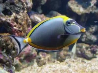 Maskeret næsehornsfisk kirurgfisk (Naso lituratus) Small