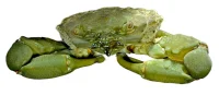 Mitrax Krabbe (Mithraculus sculptus)