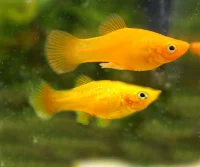 Molly mix (Poecilia latipinna og Poecilia shpenops)