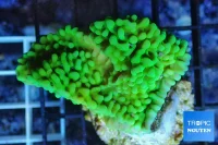 Montipora Grøn Frag 4-5cm