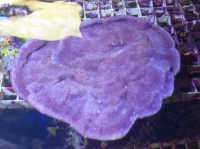 Montipora xxl Lilla