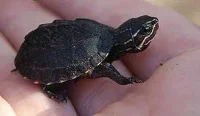 Moskusskildpadde (Sternotherus odoratus)