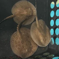 Motoro rokke (Potamotrygon motoro) unge