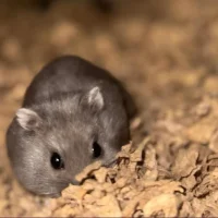 Muffin Dværghamster (Phodophus sungorus)
