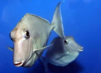 Naso Brachycentron