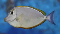 Naso Elegans kirurgfisk 8-10 cm