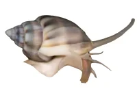Nassarius Reticularis Snegl 2-3 cm