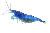Neocaridina Davidi Blue Mary Reje