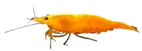 Neocaridina davidi Yellow Reje