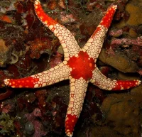 Neoferdina Spp søstjerne