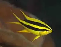Neoglyphidodon Nigroris