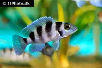 Neolamprologus tretocephalus