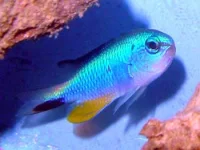 Neon blå damsel (Pomacentrus caeruleus)