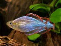 Neon Dværg Regnbuefisk (Melanotaenia praecox)
