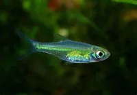 Neon Rasbora Microrasbora kubotai