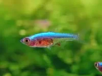 Neon Rasbora (Sundadanio axelrodi)