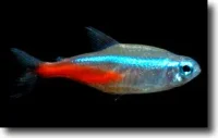 Neonfisk (Paracheirodon innesi)