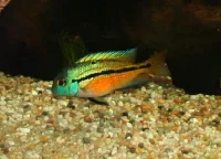 Nicaragua cichlide (Hypsophrys nicaraguensis)