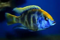 Nimbochromis venustus