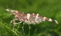 Ninja Kardinalreje (Caridina sarasinorum)