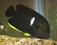 Nøglehul Dværgkejserfisk (Centropyge tibicen)