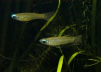Normans lampeøje (Aplocheilichthys normani)