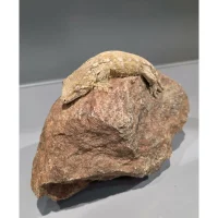Nycaledonisk kæmpe gekko Moro - Rhacodactylus leachianus