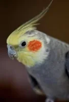 Nymfeparakit (Nymphicus hollandicus)