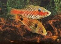 Odessa barbe (barbus ticto)