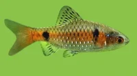 Odessa Barbe Pethia padamya