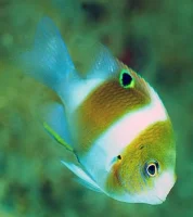 Øjeplet Damsel (Dischistodus prosopotaenia)