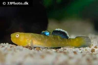 Ørken Gobi (Chlamydogobius Eremius Desert Goby)